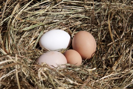 Как проверить свежесть яиц в домашних условиях